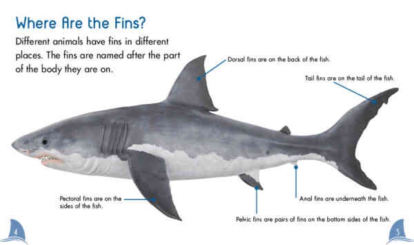 Fins Are Fantastic - Image 4