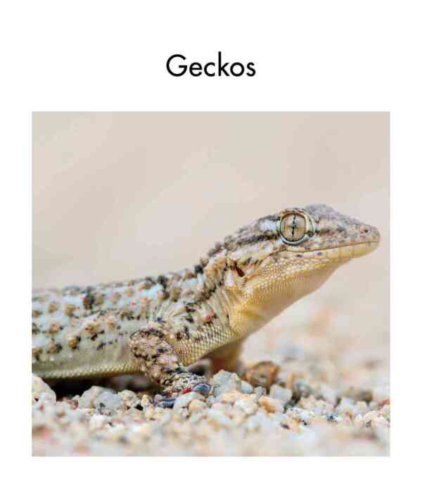 Geckos - Level 8, 1x6 books - Image 2