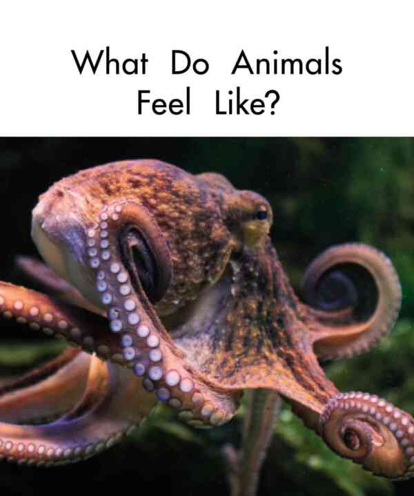 What Do Animals Feel Like? - Image 2