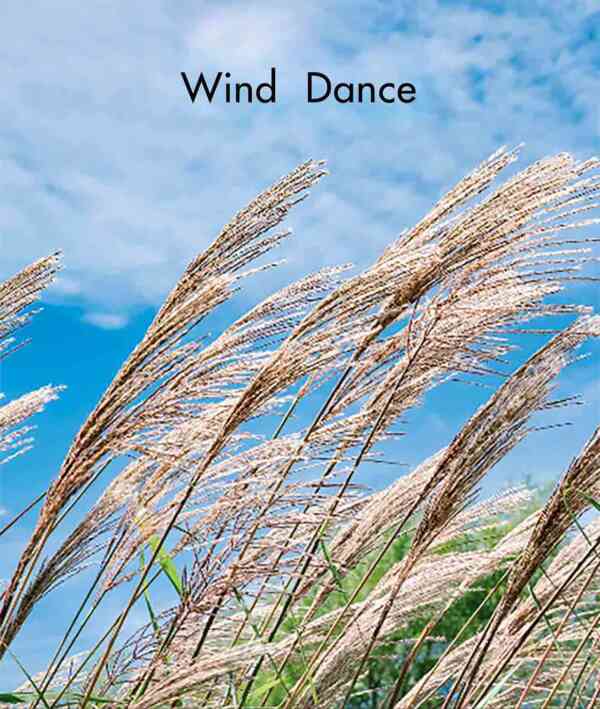 Wind Dance - Level 7, 1x6 books - Image 2